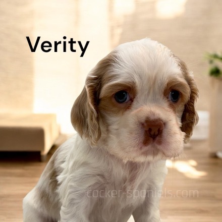 puppy, for, sale, Cocker Spaniel, Joe & Cherri  Overlease, dog, breeder, Miller, MO, dog-breeder, puppy-for-sale, forsale, nearby, find, puppyfind, locator, puppylocator, aca